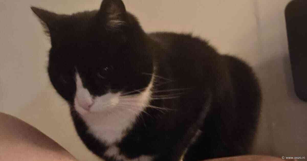 Heb jij Pietje gezien? Dit huisdier wordt in Waddinxveen vermist