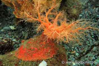These sea cucumbers seem to have 'zombie' flesh that doesn't die when lopped off