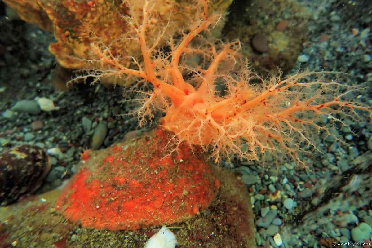 These sea cucumbers seem to have 'zombie' flesh that doesn't die when lopped off