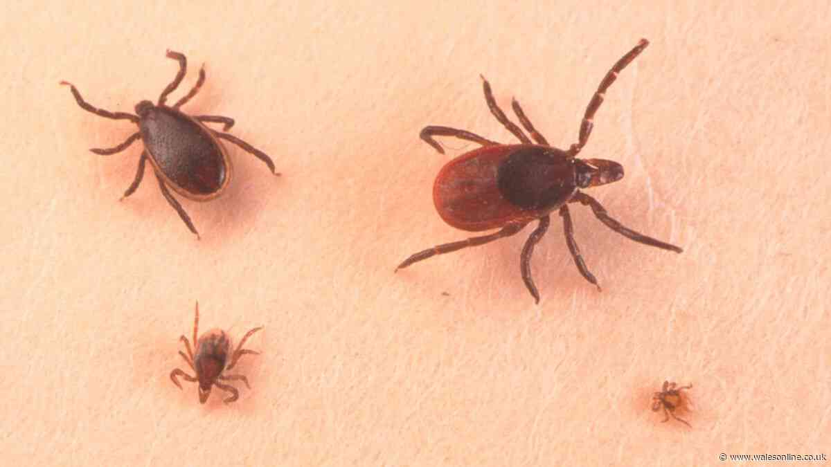 Expert advice as reports of 'rampant' ticks rise after heatwave