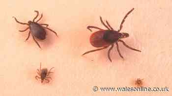 Expert advice as reports of 'rampant' ticks rise after heatwave