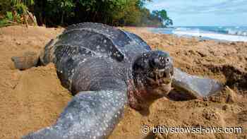 Grave delito ambiental: vulneran área de desove de tortugas en La Guaira