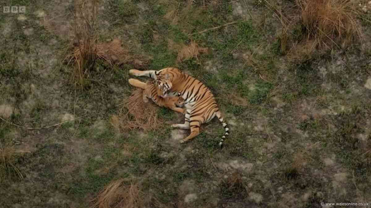 BBC Tiger Island viewers swoon 'never seen it before' minutes into first episode