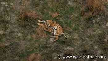 BBC Tiger Island viewers swoon 'never seen it before' minutes into first episode