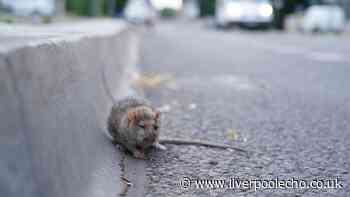 Gardening experts say common item could be attracting rats to your garden
