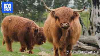 Highland cows encounters bring 'positive impact', agritourism operators say