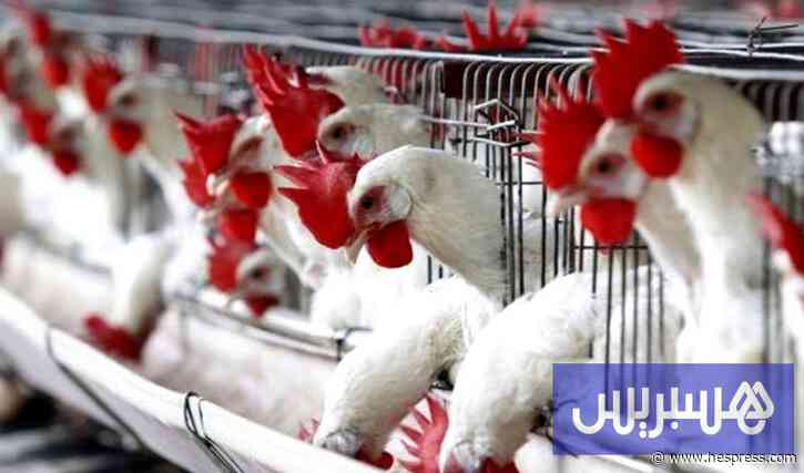 الانخفاض في الأسعار يضغط على منتجي "دجاج ال&#