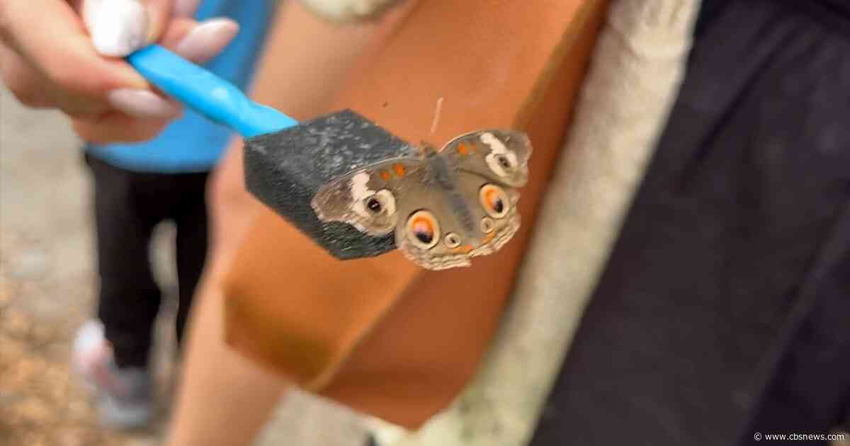 Butterflies, pollinators and family fun take flight at Chattahoochee Nature Center's annual festival