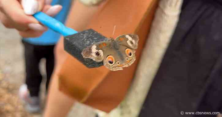 Butterflies, pollinators and family fun take flight at Chattahoochee Nature Center's annual festival