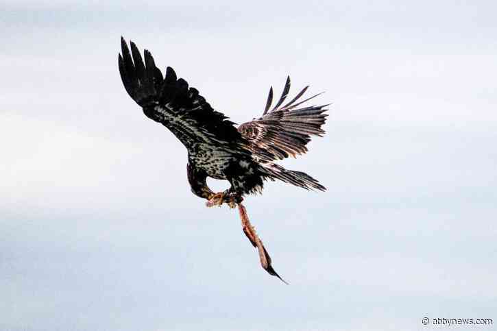 BRIONES: Going cuckoo over photographing birds