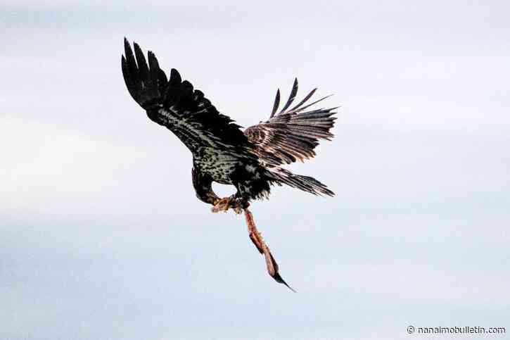 BRIONES: Going cuckoo over photographing birds
