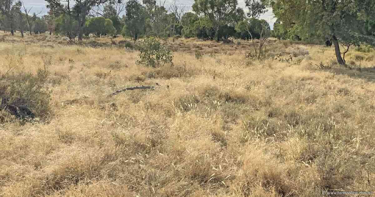 Yarronvale offers destocked grazing country with carbon income | Photos