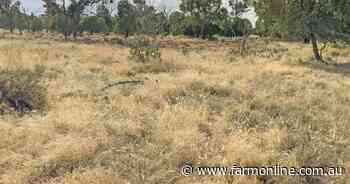 Yarronvale offers destocked grazing country with carbon income | Photos