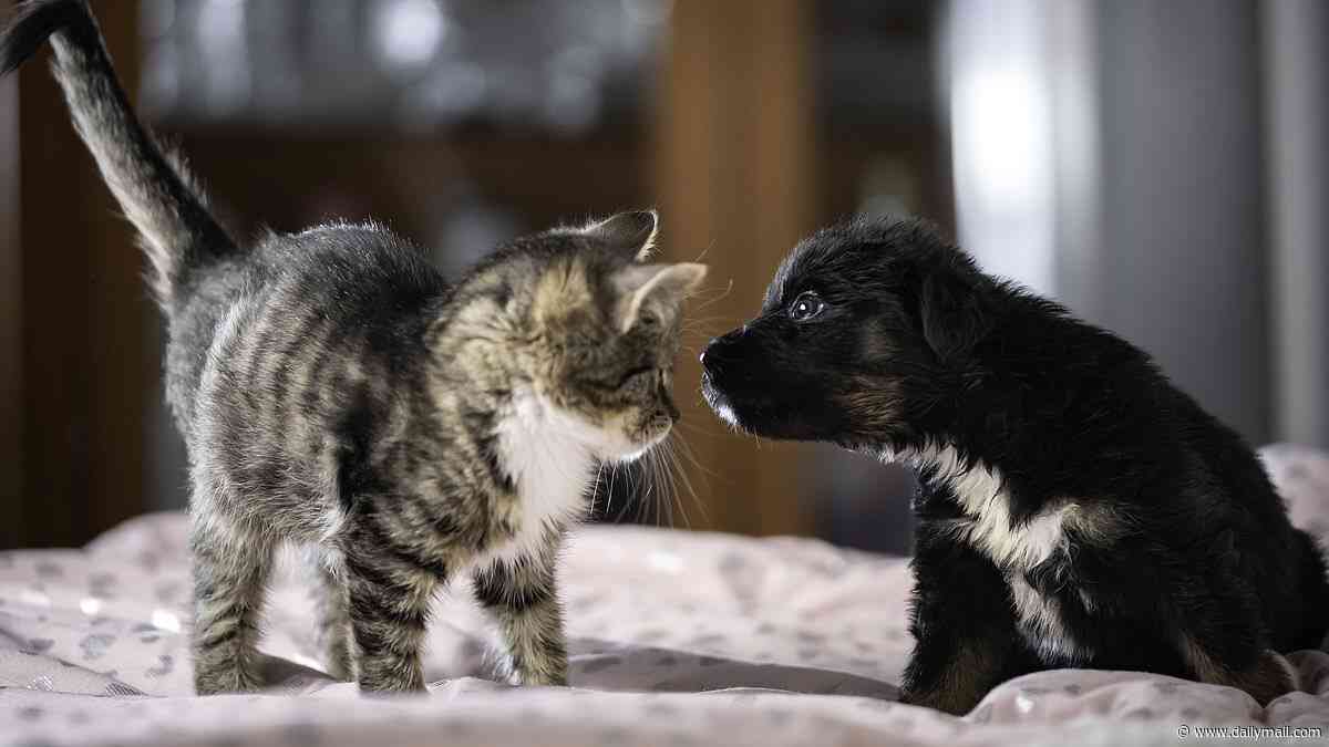 Dog tired? You'll sleep better with man's best friend... but a cat won't help you nap
