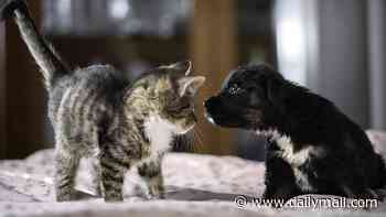 Dog tired? You'll sleep better with man's best friend... but a cat won't help you nap