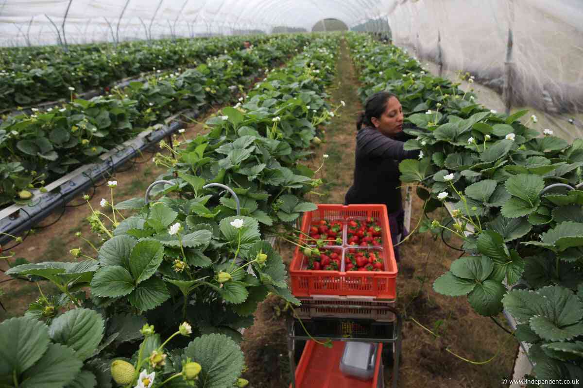 Zack Polanski warns Britain’s food system is ‘close to collapse’
