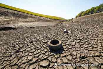 The UK food imports most at risk from ‘El Nino’ heat stress this summer