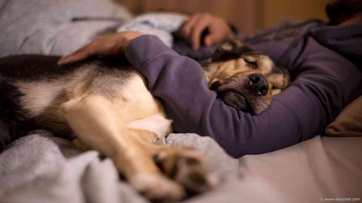 The Morning Poll: Do dogs make better companions than cats in bed?