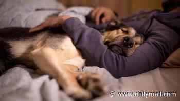 The Morning Poll: Do dogs make better companions than cats in bed?