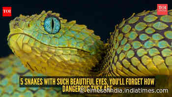 5 snakes with such beautiful eyes, you'll forget how dangerous they are