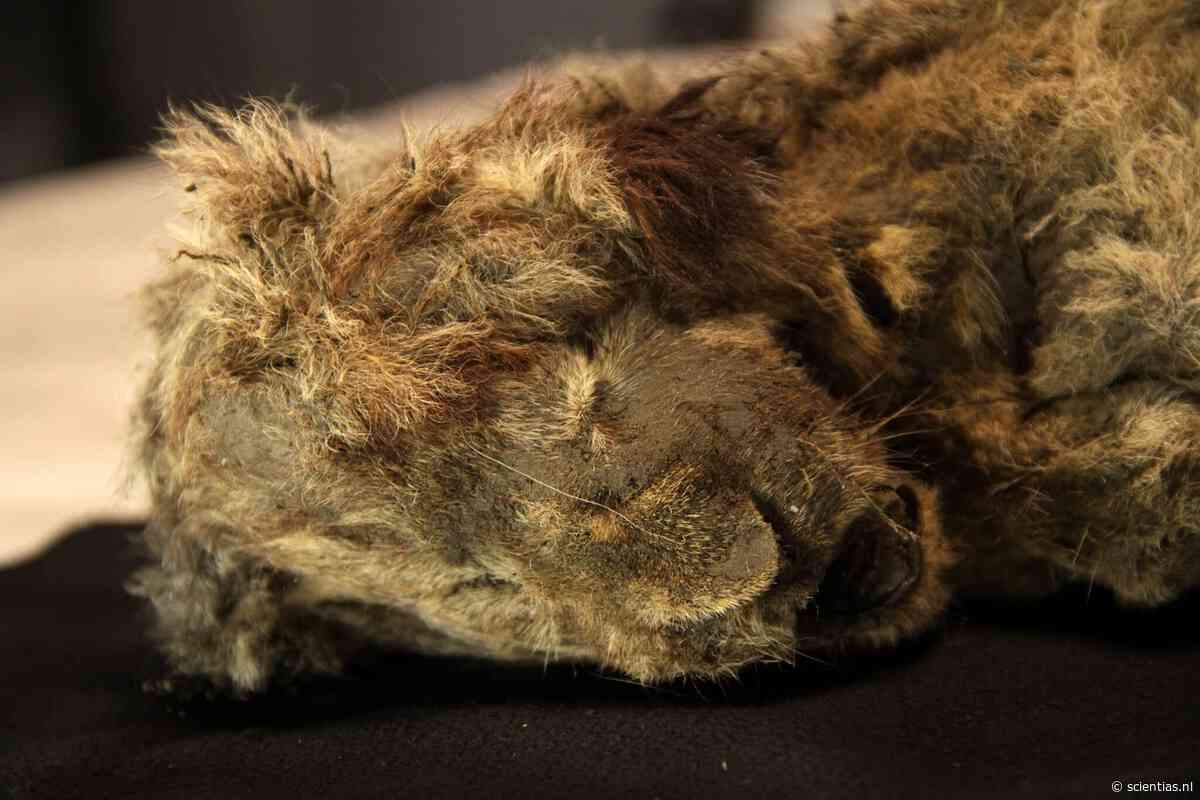 Uitgestorven holenleeuw was veel unieker dan gedacht: DNA onthult miljoenen jaren oude afsplitsing
