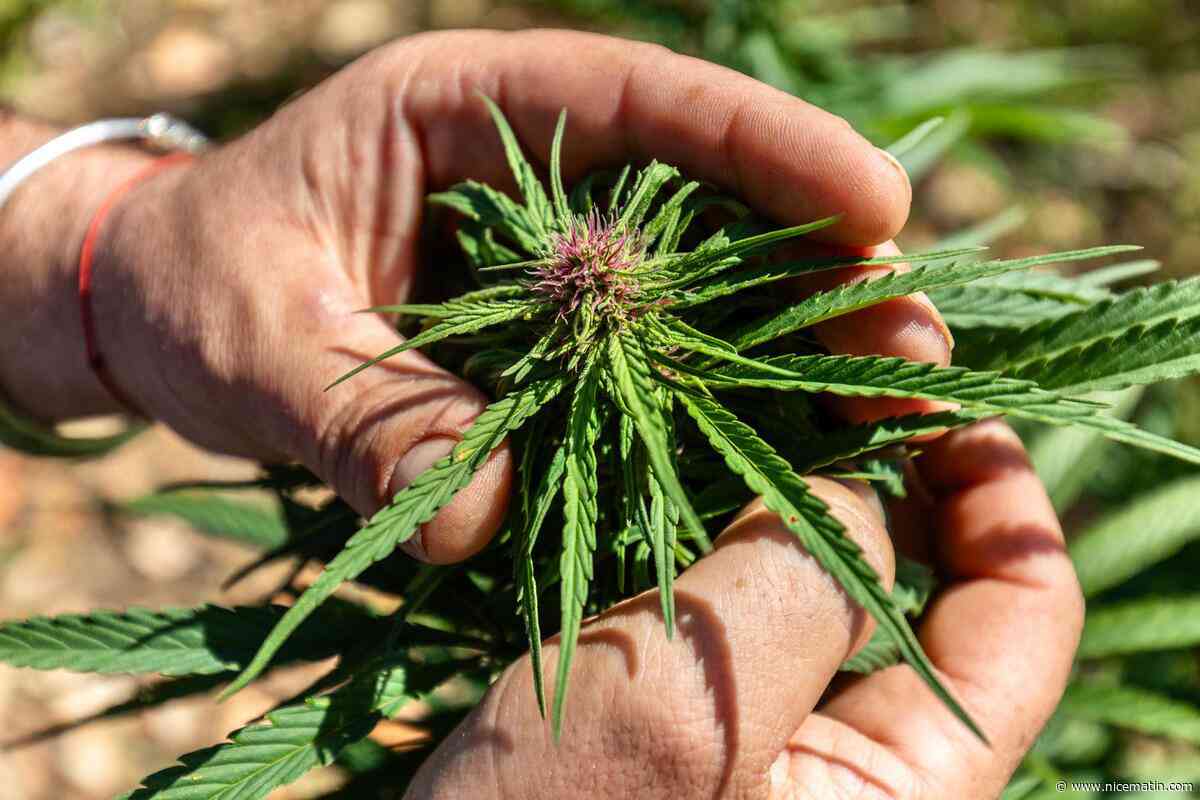 Gummies, chewing-gums, tisanes... Pourquoi vous ne pouvez plus boire et mâcher du CBD