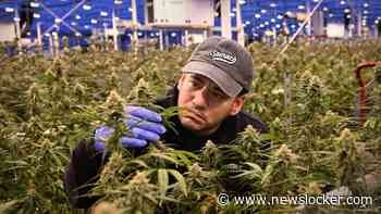 Van Marlboro naar marihuana: tabaksreus stapt in legale Nederlandse wiet