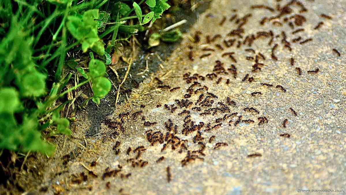 Ants will stay away from picnics and barbecues this summer if you leave a natural item outside