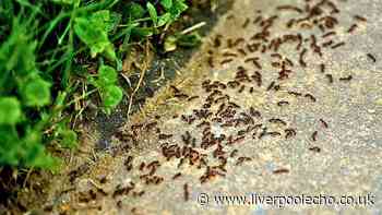 Ants will stay away from picnics and barbecues this summer if you leave a natural item outside