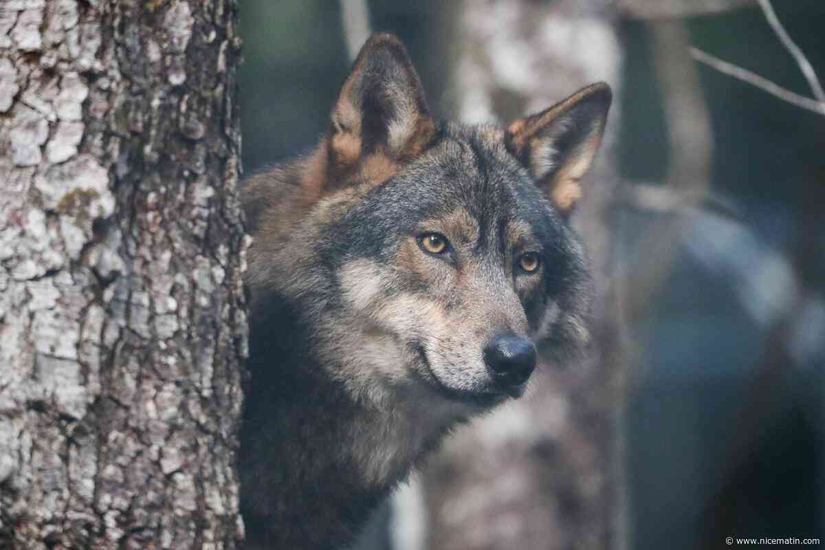 « Le loup n’est plus une espèce menacée » : le Sénat veut réduire encore son niveau de protection pour défendre les éleveurs