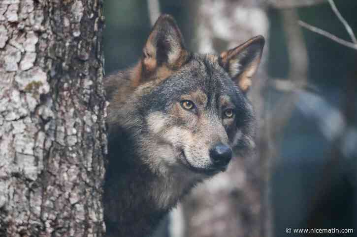 « Le loup n’est plus une espèce menacée » : le Sénat veut réduire encore son niveau de protection pour défendre les éleveurs