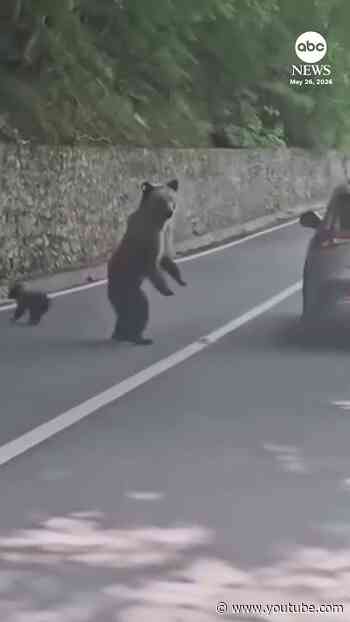 Bear attack caught on camera in Romania