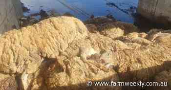 Animal welfare case investigation raises questions over department's actions