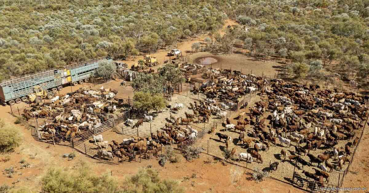 Major property capable of running up to 15,000 cattle on the market | Video
