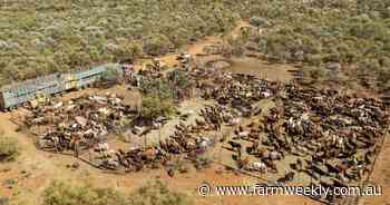Major property capable of running up to 15,000 cattle on the market | Video
