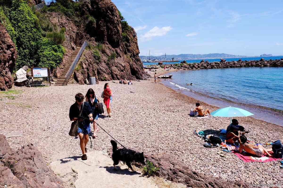 « S’il y en a beaucoup plus, je changerai d’endroit » : sur cette plage de Mandelieu-la-Napoule, les chiens font leurs premiers pas en liberté encadrée