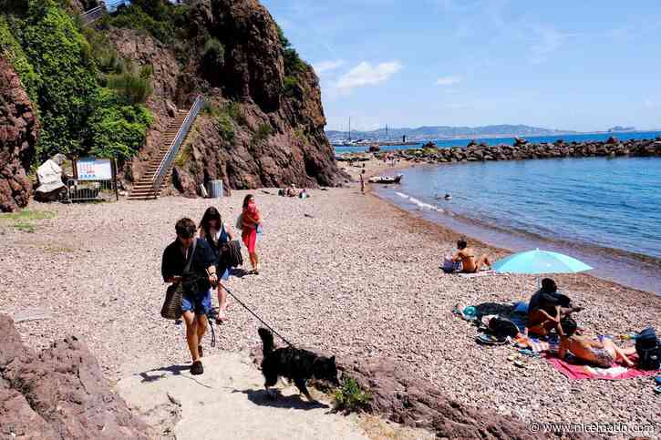 « S’il y en a beaucoup plus, je changerai d’endroit » : sur cette plage de Mandelieu-la-Napoule, les chiens font leurs premiers pas en liberté encadrée
