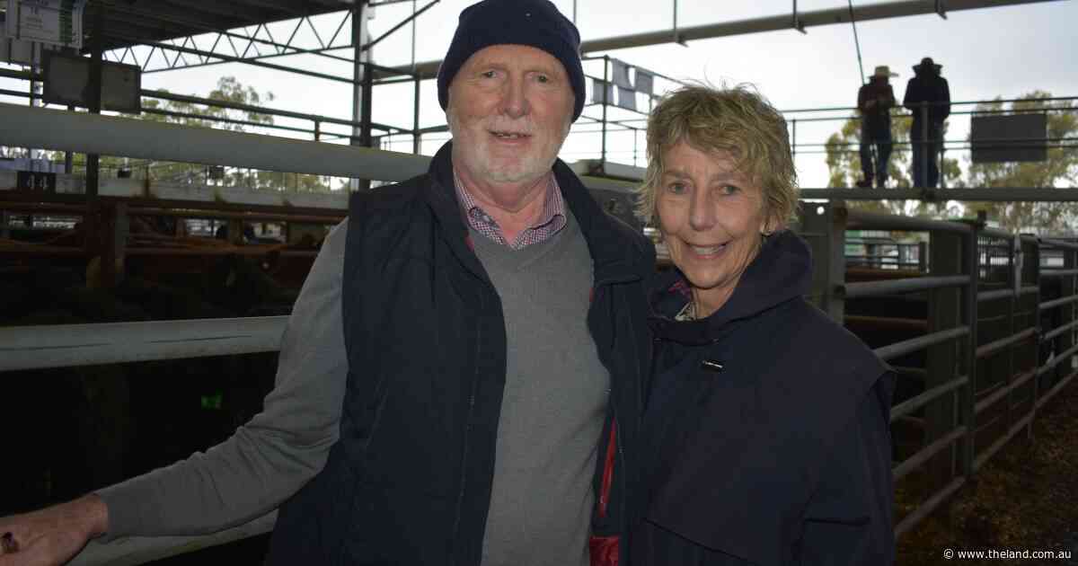 From breeding to feeding: prominent stud owners switch focus from bulls to bullocks