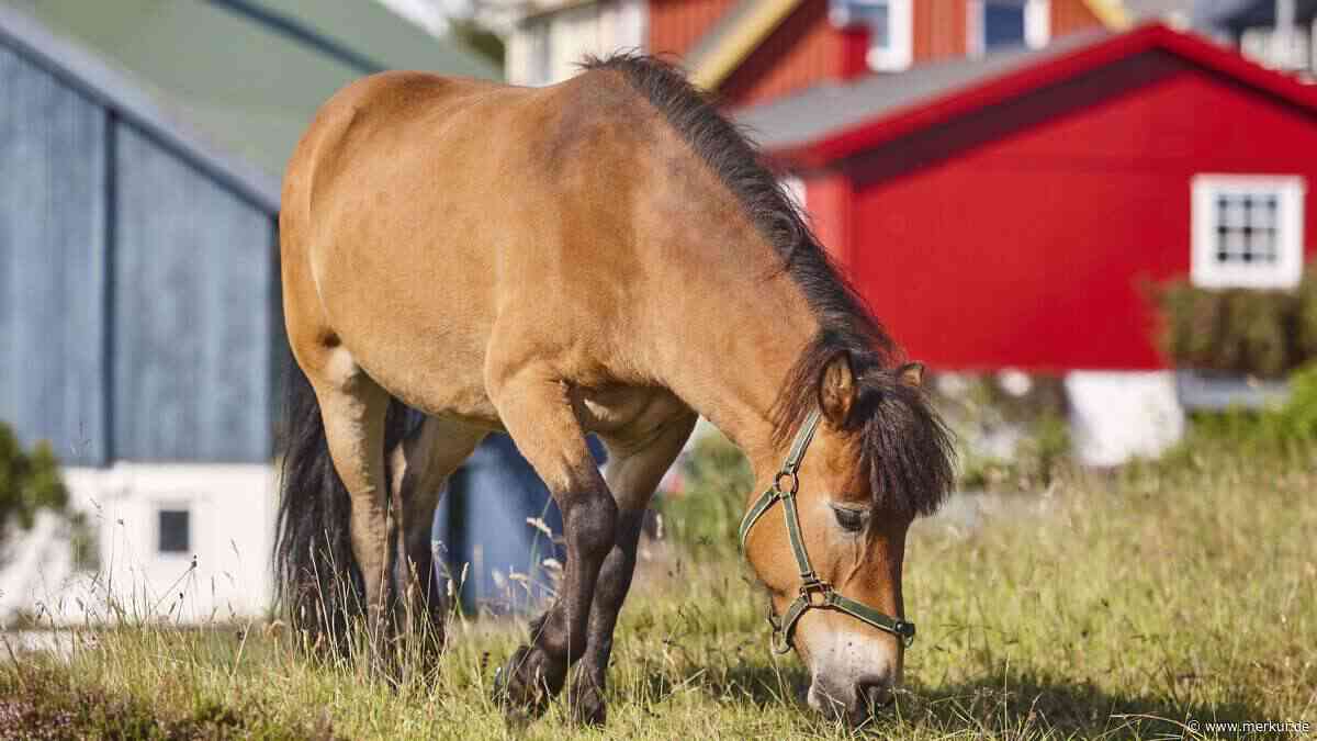 Färöer-Pferde im Rasseporträt: Was sie auszeichnet und warum sie so selten sind