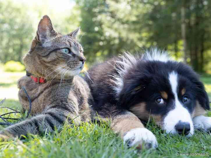 Collari AI per capire cani e gatti: ecco i dispositivi che promettono di farli parlare. Peccato che non traducano niente