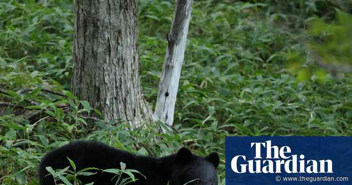 Japanese city shuts down nearly 100 schools after unprecedented bear sighting