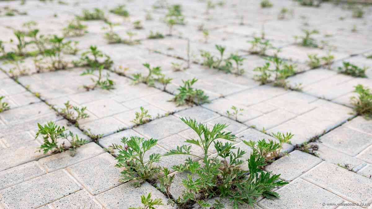 Gardener's 'foolproof' hack kills patio weeds fast — and it costs under £5