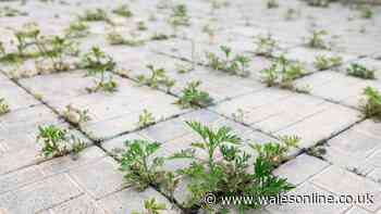 Gardener's 'foolproof' hack kills patio weeds fast — and it costs under £5