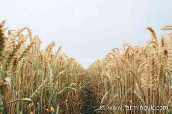 Regenerative farming may shield crops from drought losses
