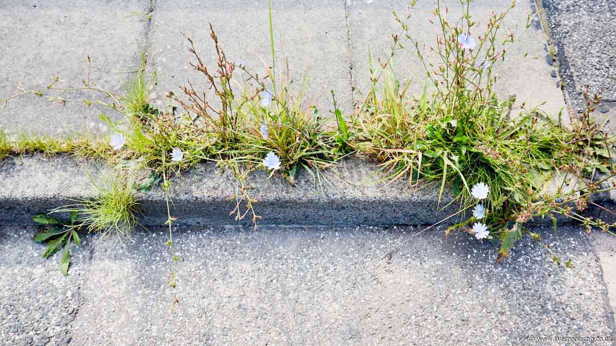 Gardener's 'foolproof' method kills patio weeds fast without chemicals