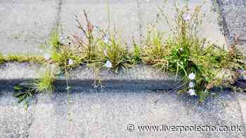 Gardener's 'foolproof' method kills patio weeds fast without chemicals