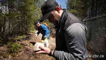 Searching for northwestern Ontario's hidden treasures: rock hounding