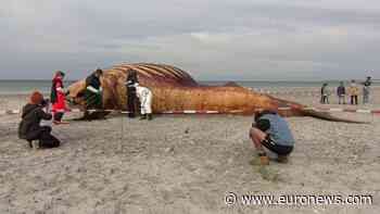 Denmark probes death of humpback whale that captivated Germany