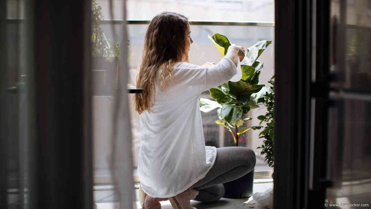 Laat je kamerplanten overzomeren op het terras: zeven tips om ze mooi en levend te houden