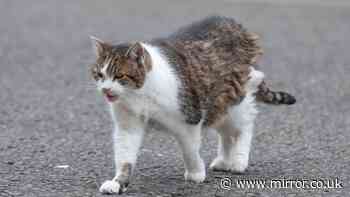 Big Monday update on new law for all cat owners in UK as plan hits key threshold